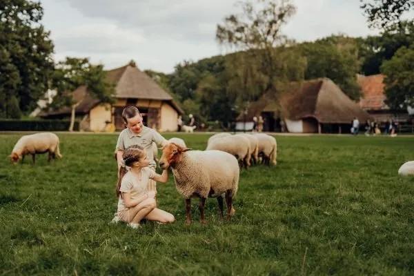 Kinderen bij de schapen in Bokrijk